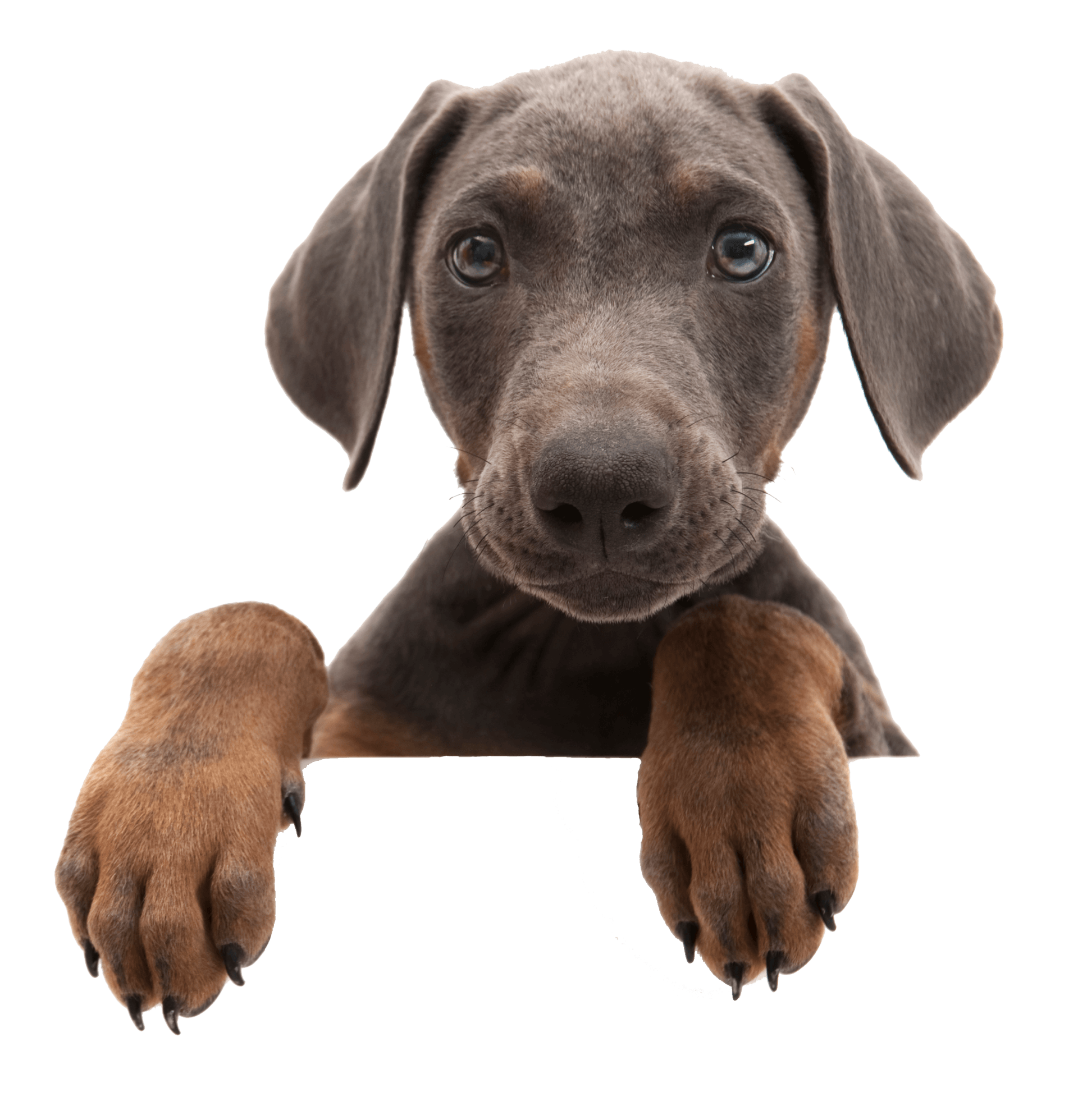 Weimaraner Dog — Penrith, NSW — Orchard Hills Veterinary Hospital