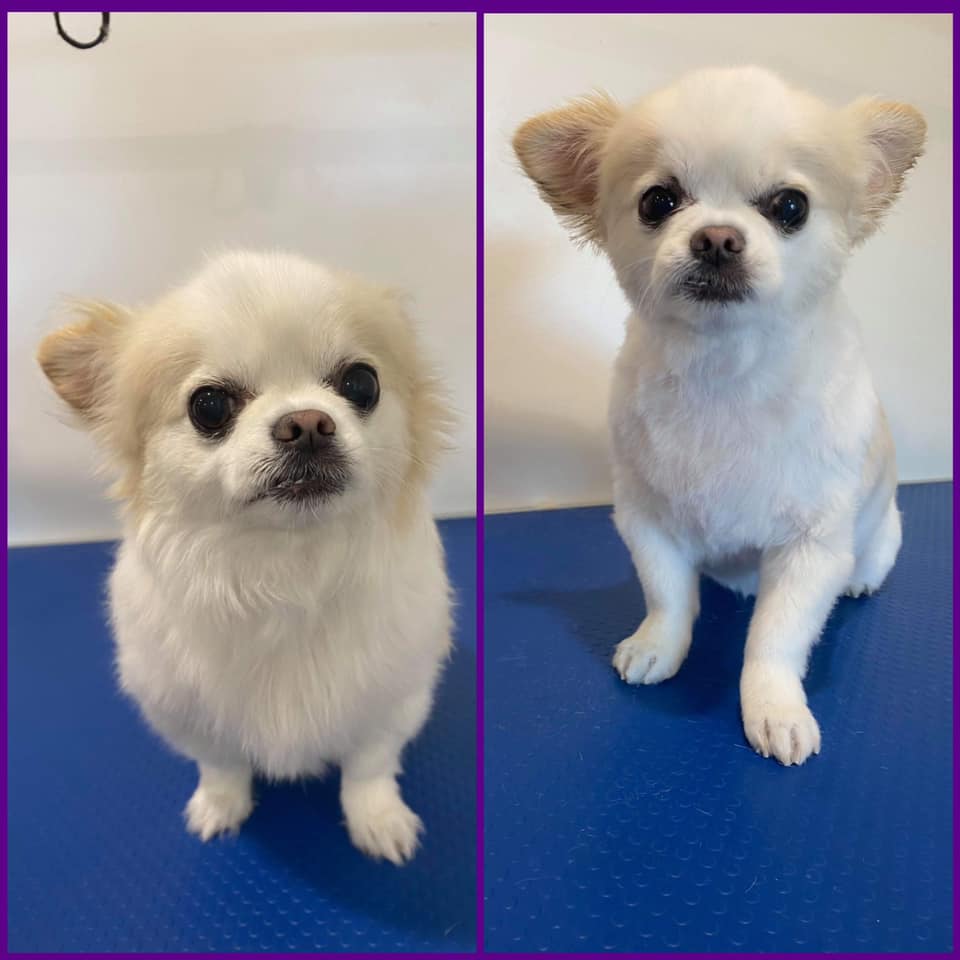 Shaved Chihuahua White — Penrith, NSW — Orchard Hills Veterinary Hospital