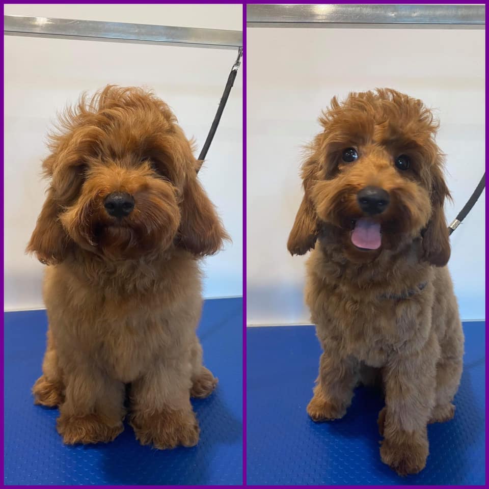 Shaved Cavapoo Brown — Penrith, NSW — Orchard Hills Veterinary Hospital