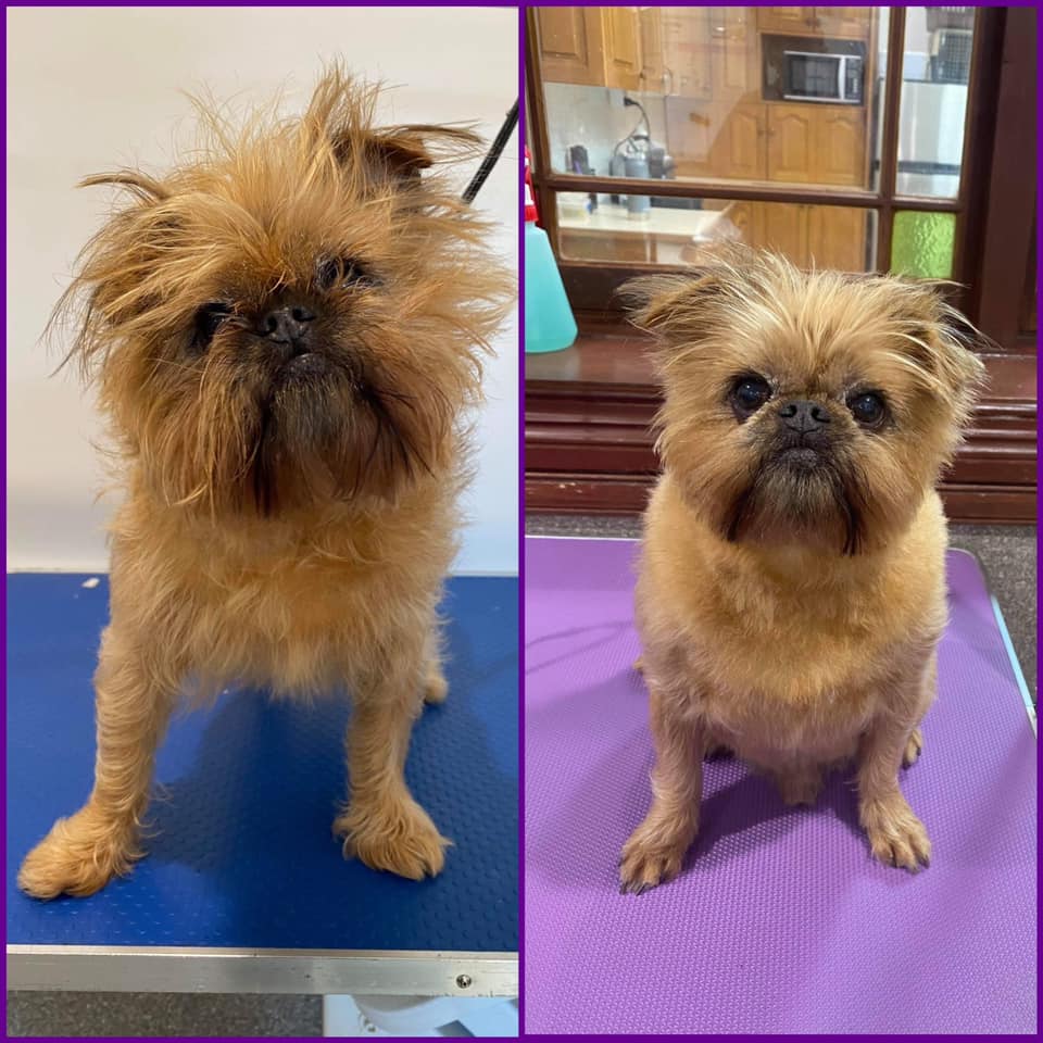 Shaved Brussels Griffon Brown — Penrith, NSW — Orchard Hills Veterinary Hospital
