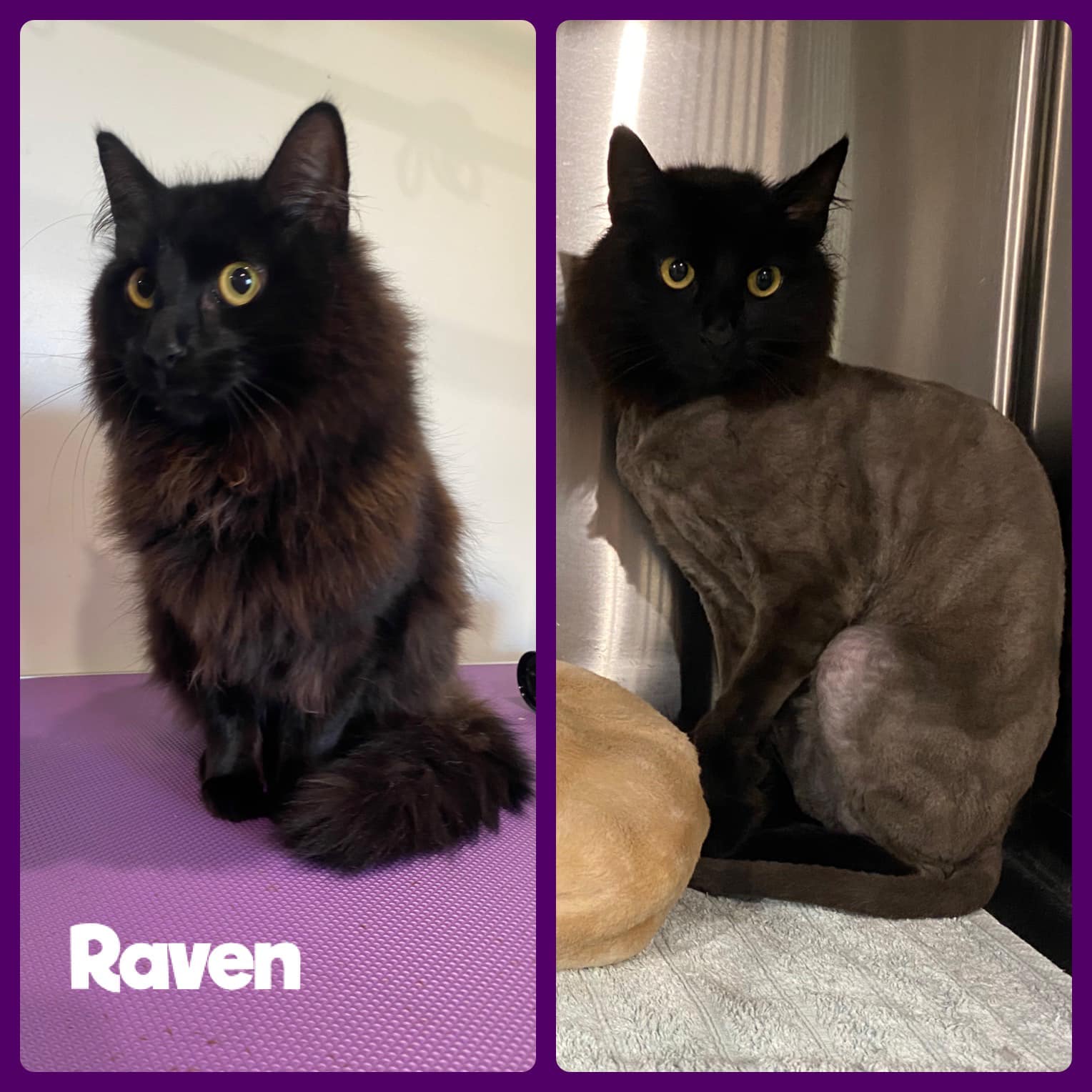 Raven — Penrith, NSW — Orchard Hills Veterinary Hospital
