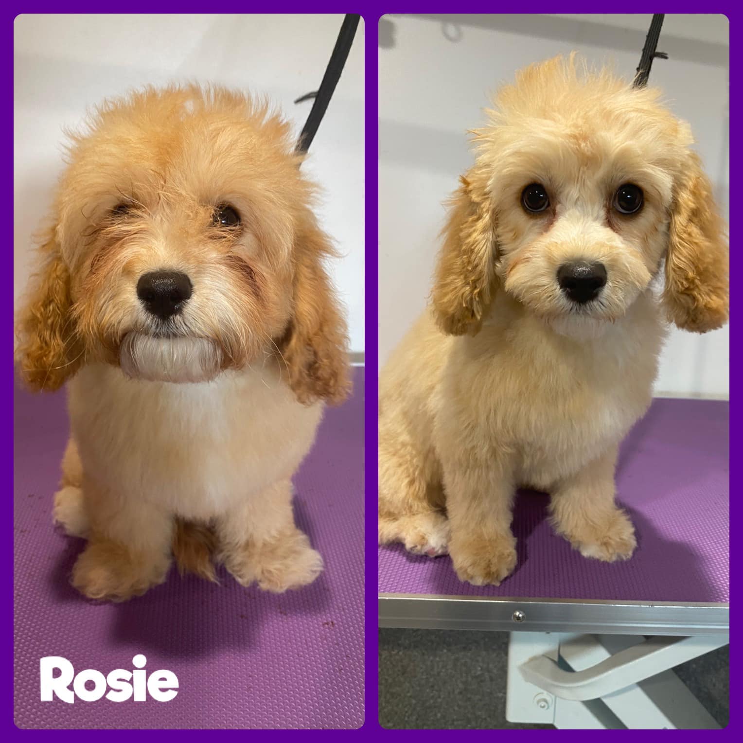 Rosie — Penrith, NSW — Orchard Hills Veterinary Hospital