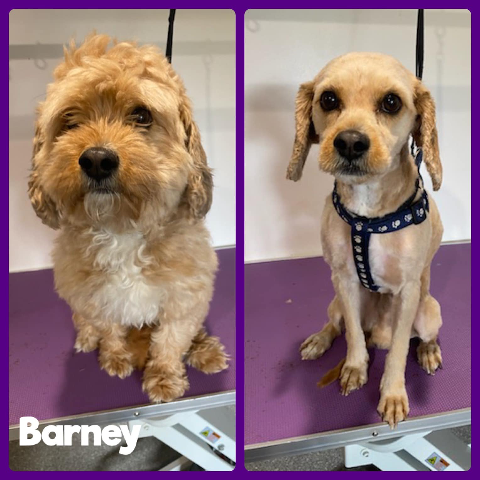 Barney — Penrith, NSW — Orchard Hills Veterinary Hospital