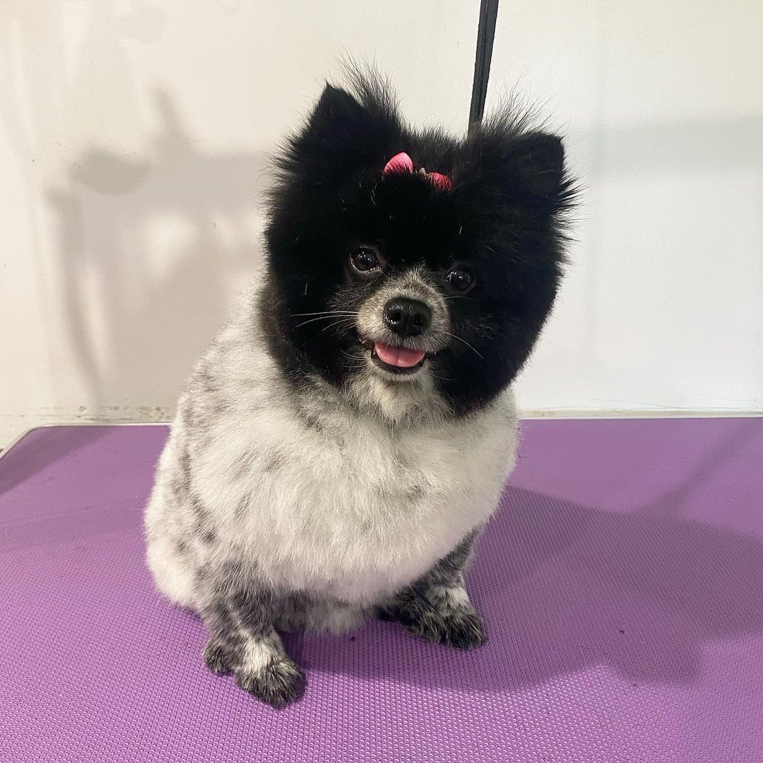 Black & White Dog — Penrith, NSW — Orchard Hills Veterinary Hospital