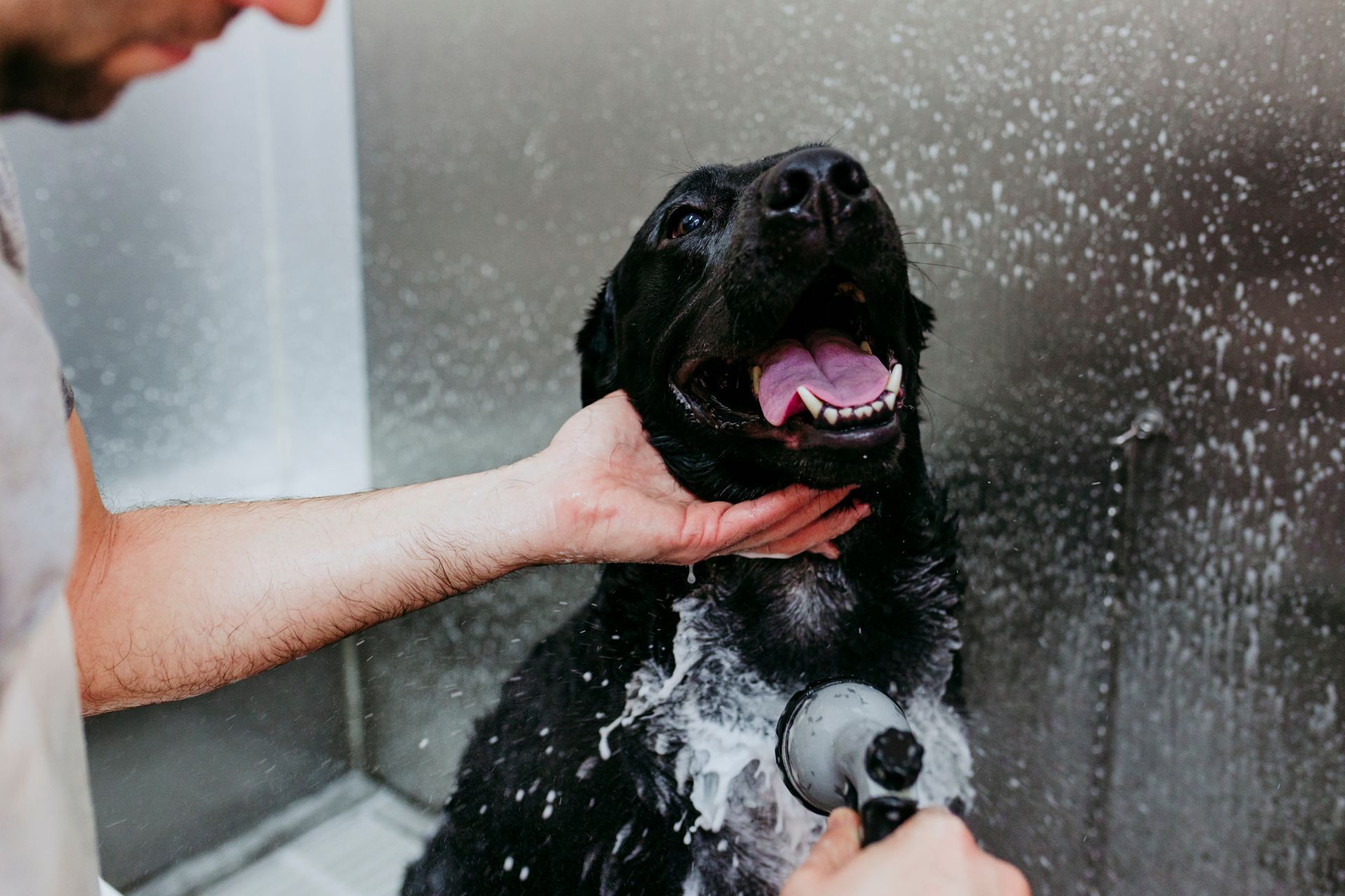 A close-up of a groomer bathing a dog and using a water sprayer. A close-up of a groomer bathing a dog and using a water sprayer.