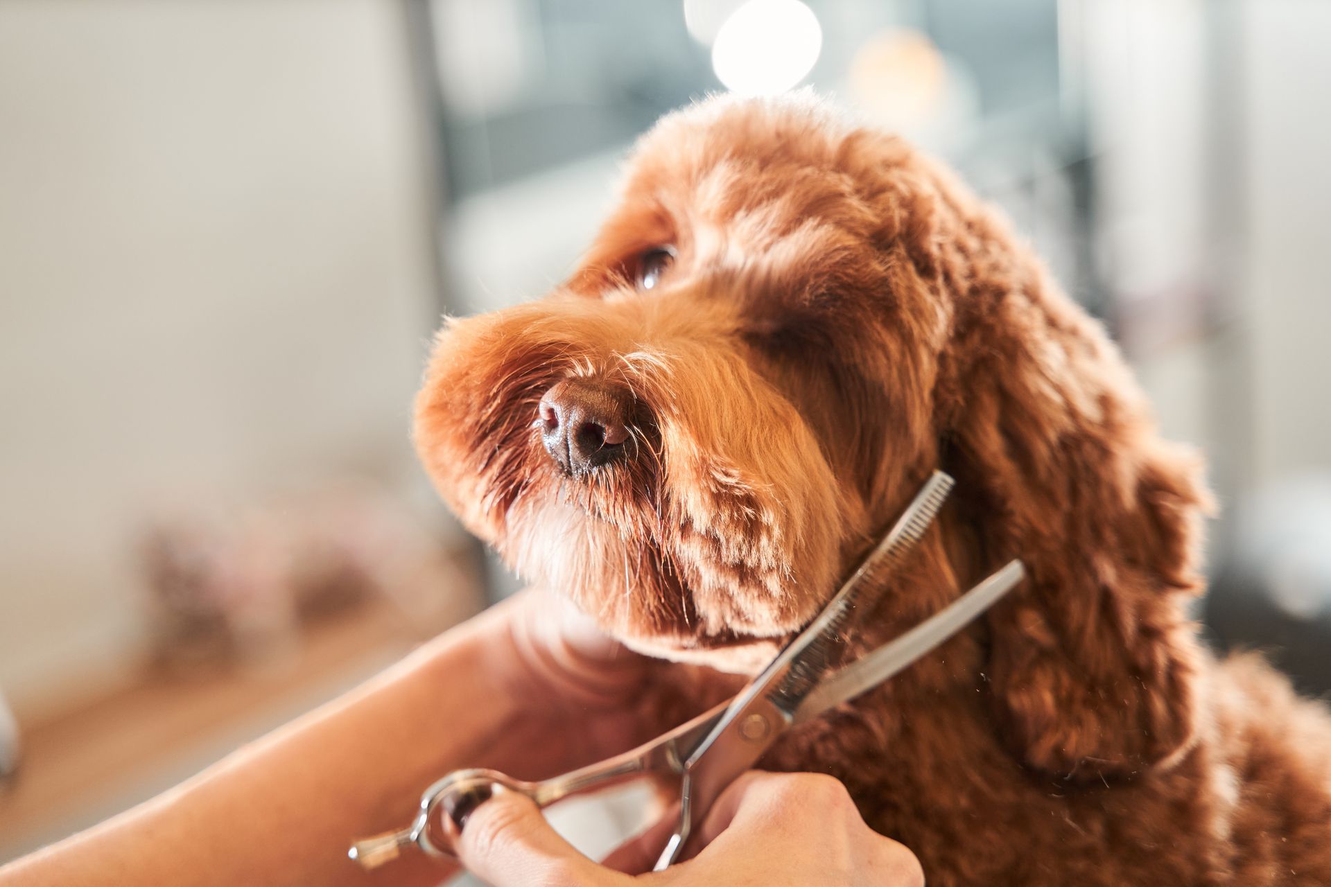 A close-up of a groomer holding hair-cutting tools near a dog’s muzzle. A close-up of a groomer holding hair-cutting tools near a dog’s muzzle.