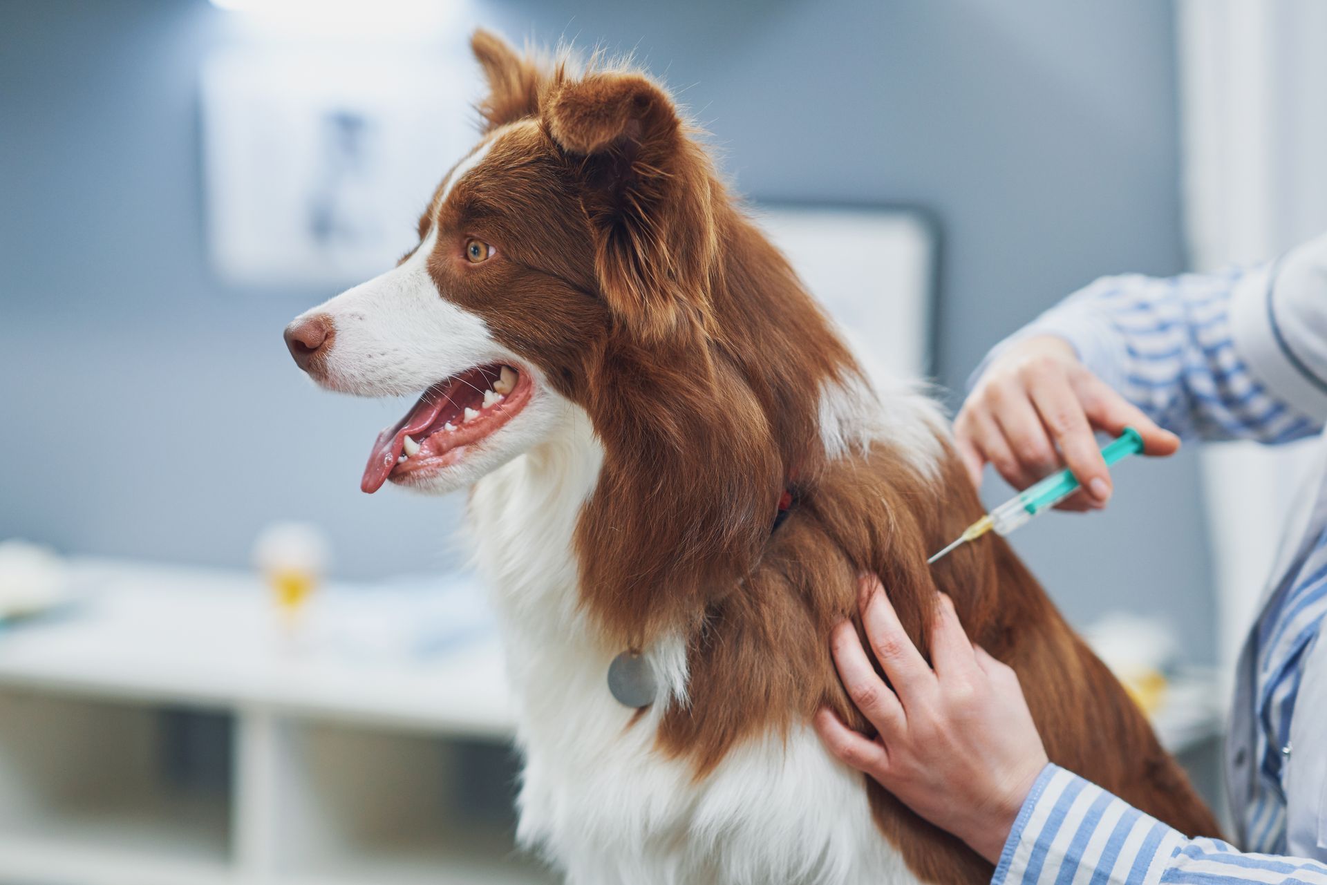 View of a brown and white Border Collie being vaccinated at a vet center. View of a brown and white Border Collie being vaccinated at a vet center.