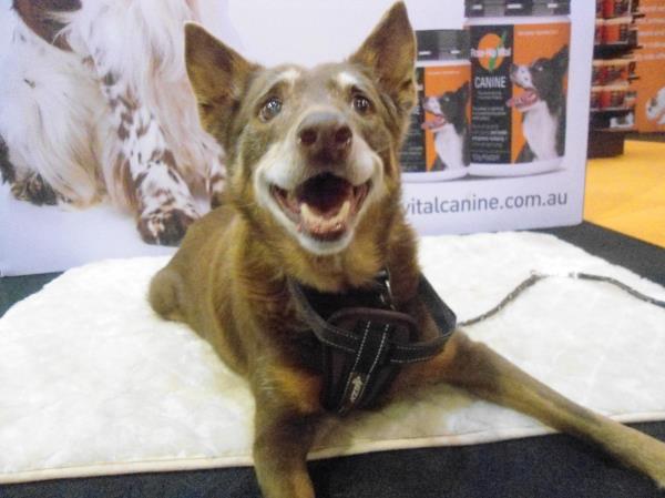 Happy Dog Show — Penrith, NSW — Orchard Hills Veterinary Hospital