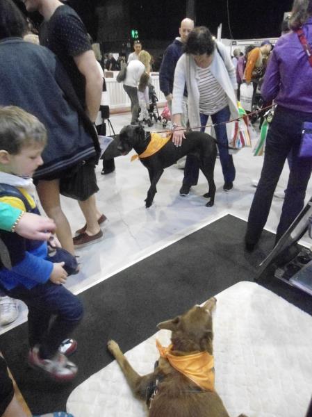 Dog Show — Penrith, NSW — Orchard Hills Veterinary Hospital