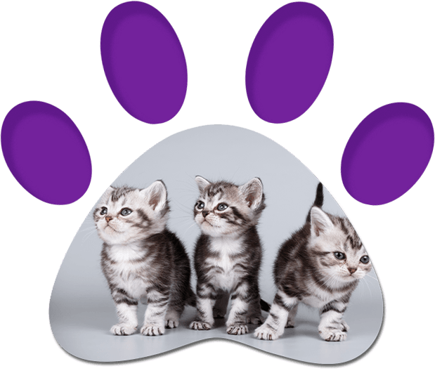 Cute Kittens — Penrith, NSW — Orchard Hills Veterinary Hospital