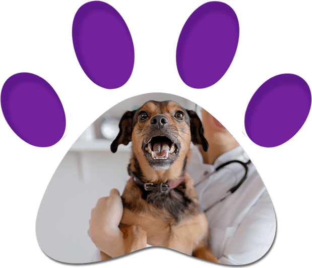 Health Services for Your Pets | Penrith, NSW | Orchard Hills