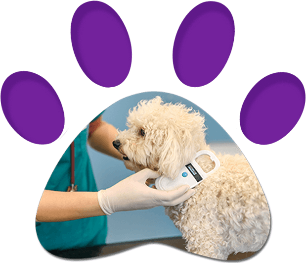 Veterinarian Scanning Dog's Chip — Penrith, NSW — Orchard Hills Veterinary Hospital
