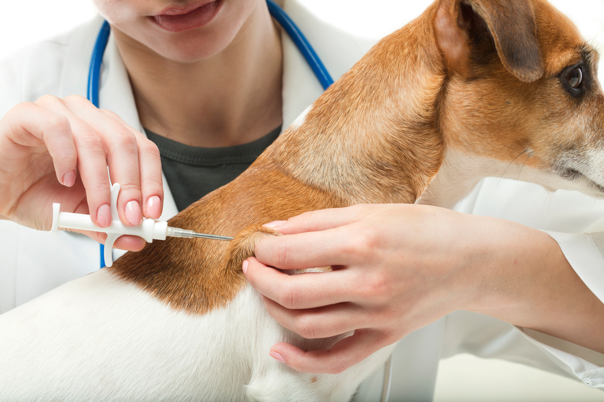 Dog vaccinations in Penrith to ensure protection against common diseases