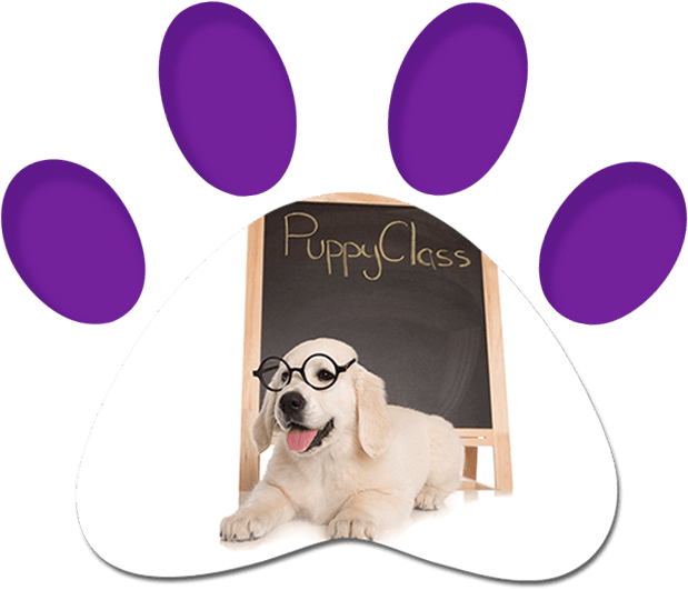 Puppy Class — Penrith, NSW — Orchard Hills Veterinary Hospital