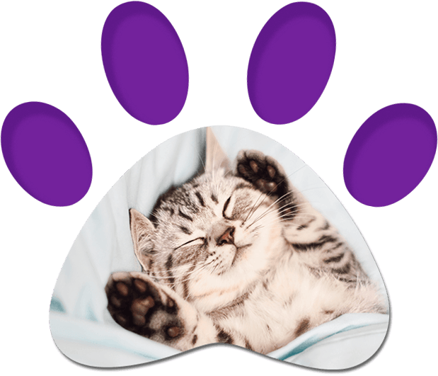 Lovely Kitten Sleeping — Penrith, NSW — Orchard Hills Veterinary Hospital