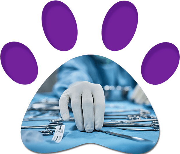 Surgical Tools — Penrith, NSW — Orchard Hills Veterinary Hospital