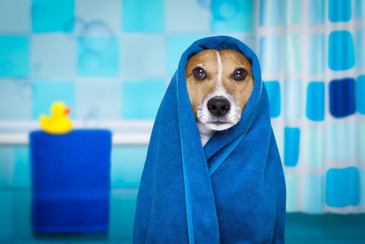 Canine in shower, representing pet grooming services with comfort and professional care.