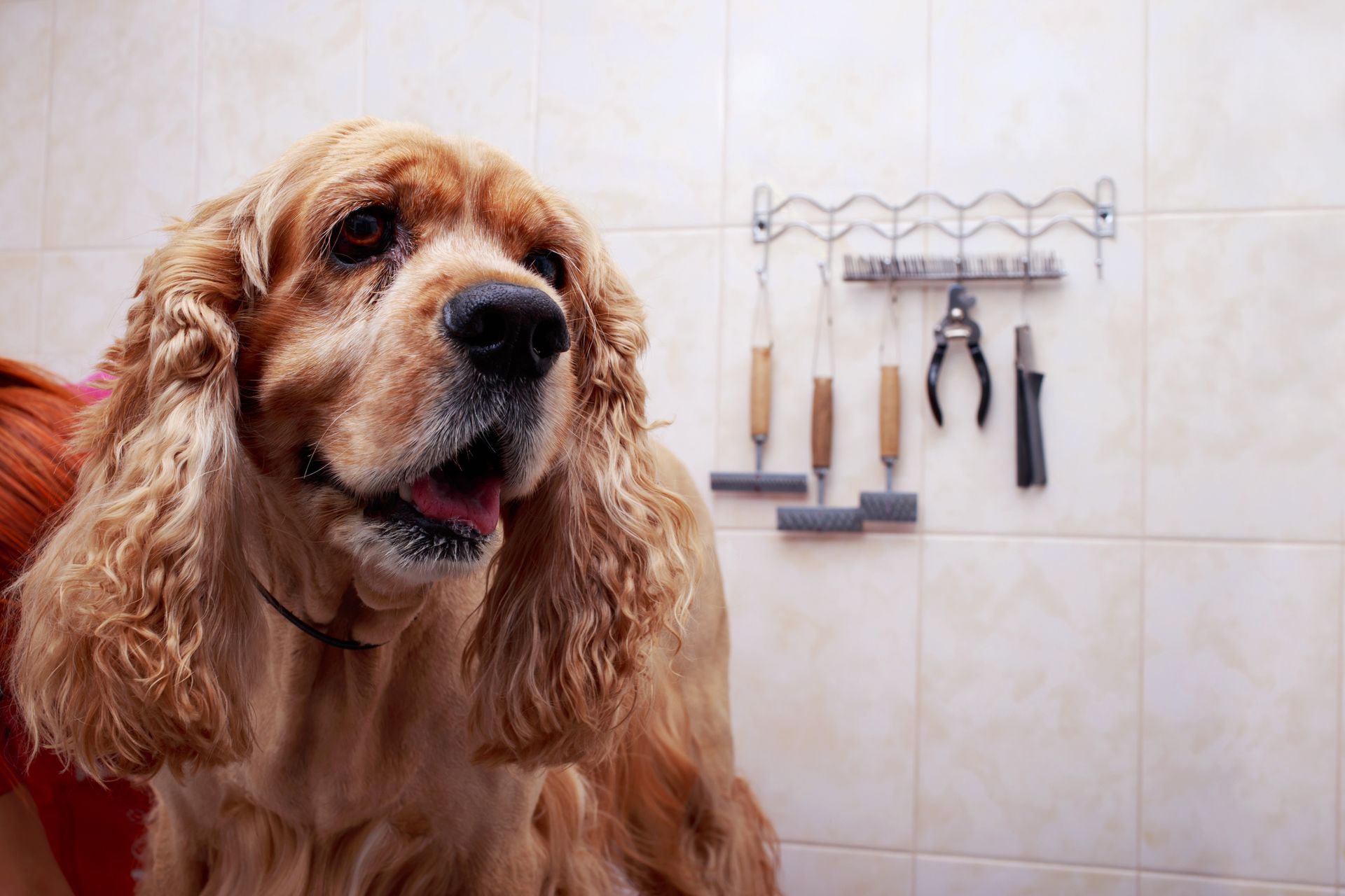 Dog waiting for grooming, showcasing pet grooming services in a clean, safe environment.