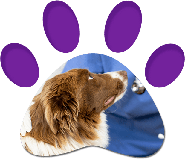 Pet Health Care — Penrith, NSW — Orchard Hills Veterinary Hospital