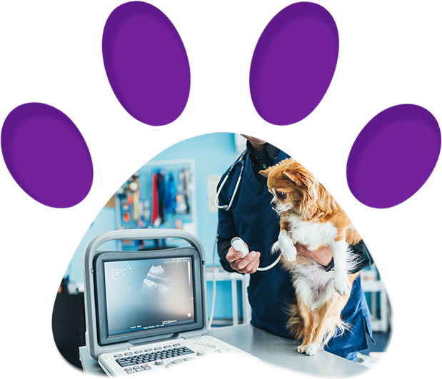 Specialist Pet Care Ultrasound | Penrith, NSW