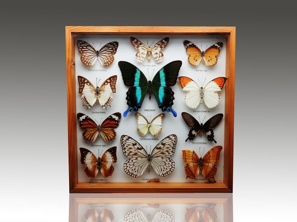 A Collection of Butterflies in A Wooden Frame — Picture Framing in Lammermoor, QLD