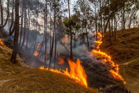 Forest fire burning on a hillside, flames consuming dry grass and trees, smoke billowing.