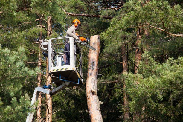 Tall Tree Removal — Branson, MO — Lakes Tree Service