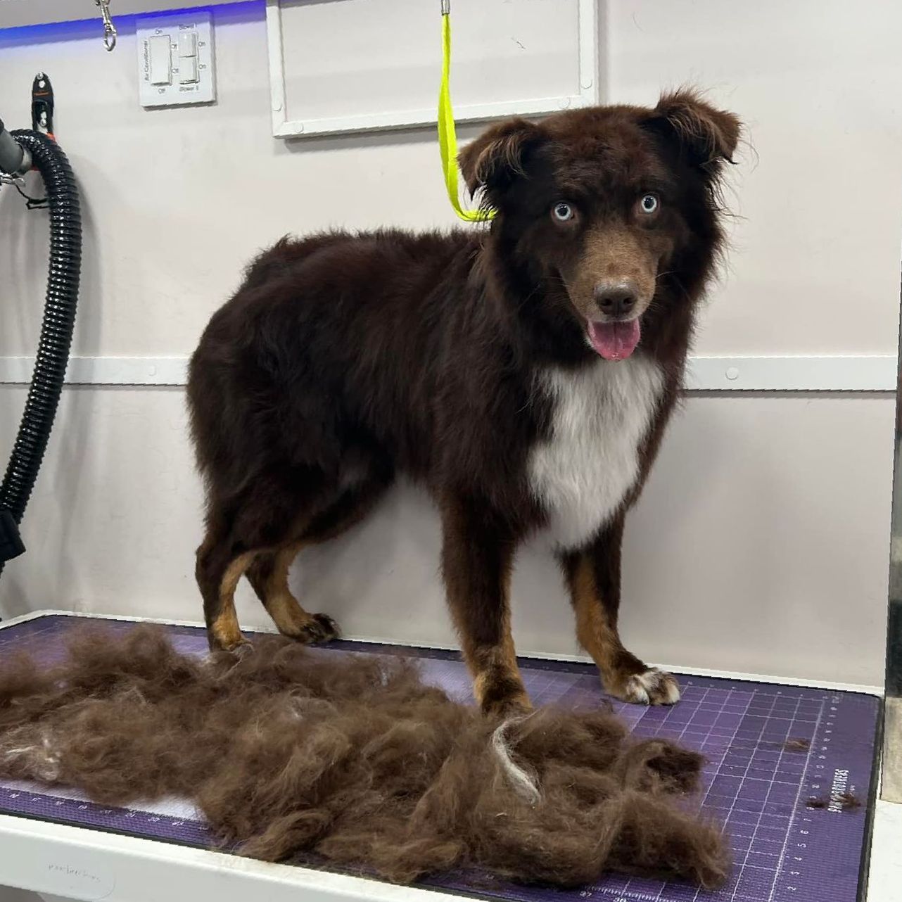 We specialize in many breeds of dogs. Trust us to groom your dog in the Katy, Fulshear area.