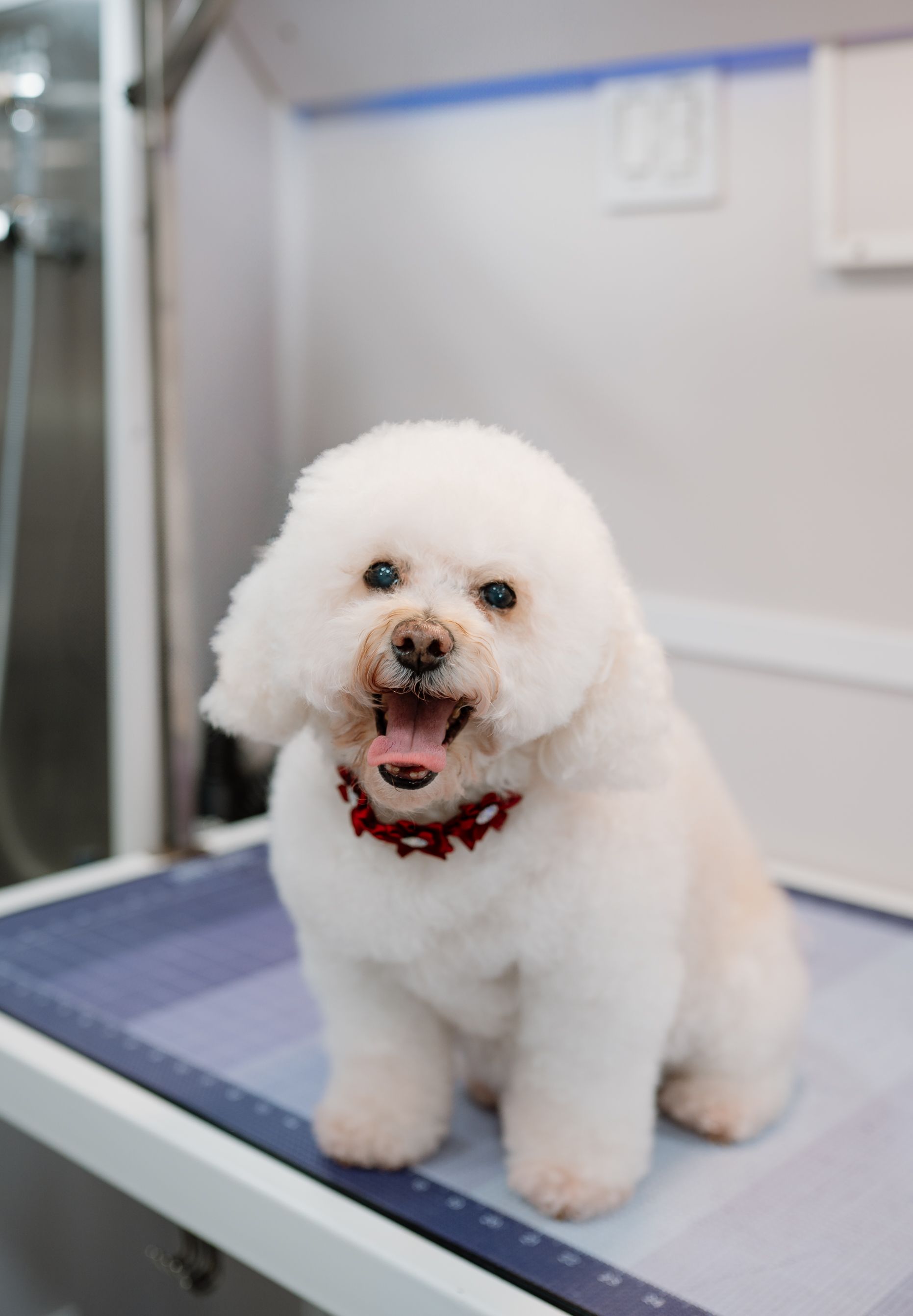 We specialize in many breeds of dogs. Trust us to groom your dog in the Katy, Fulshear area.