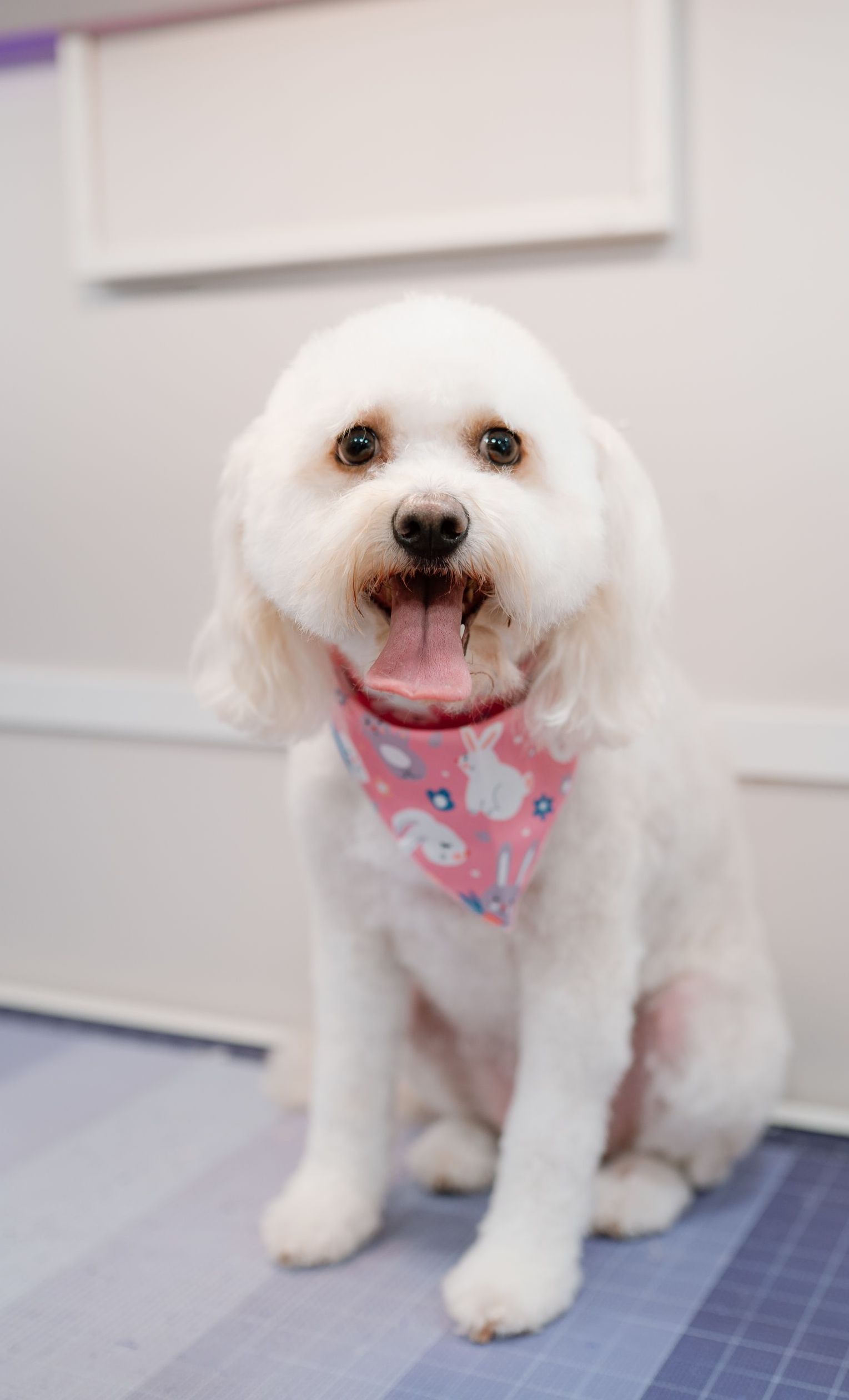 Are you in the Katy or Fulshear area? Let us groom your dog!