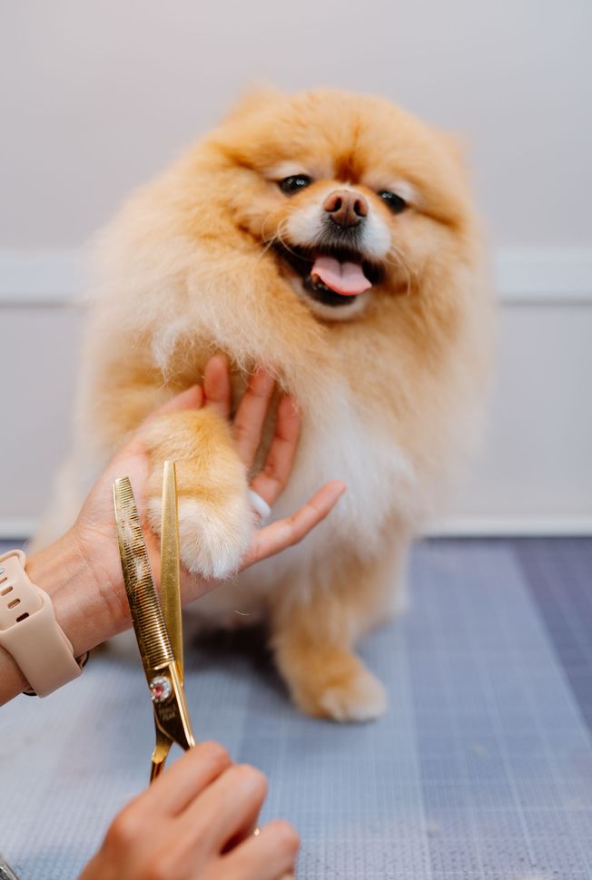 We specialize in many breeds of dogs. Trust us to groom your dog in the Katy, Fulshear area.