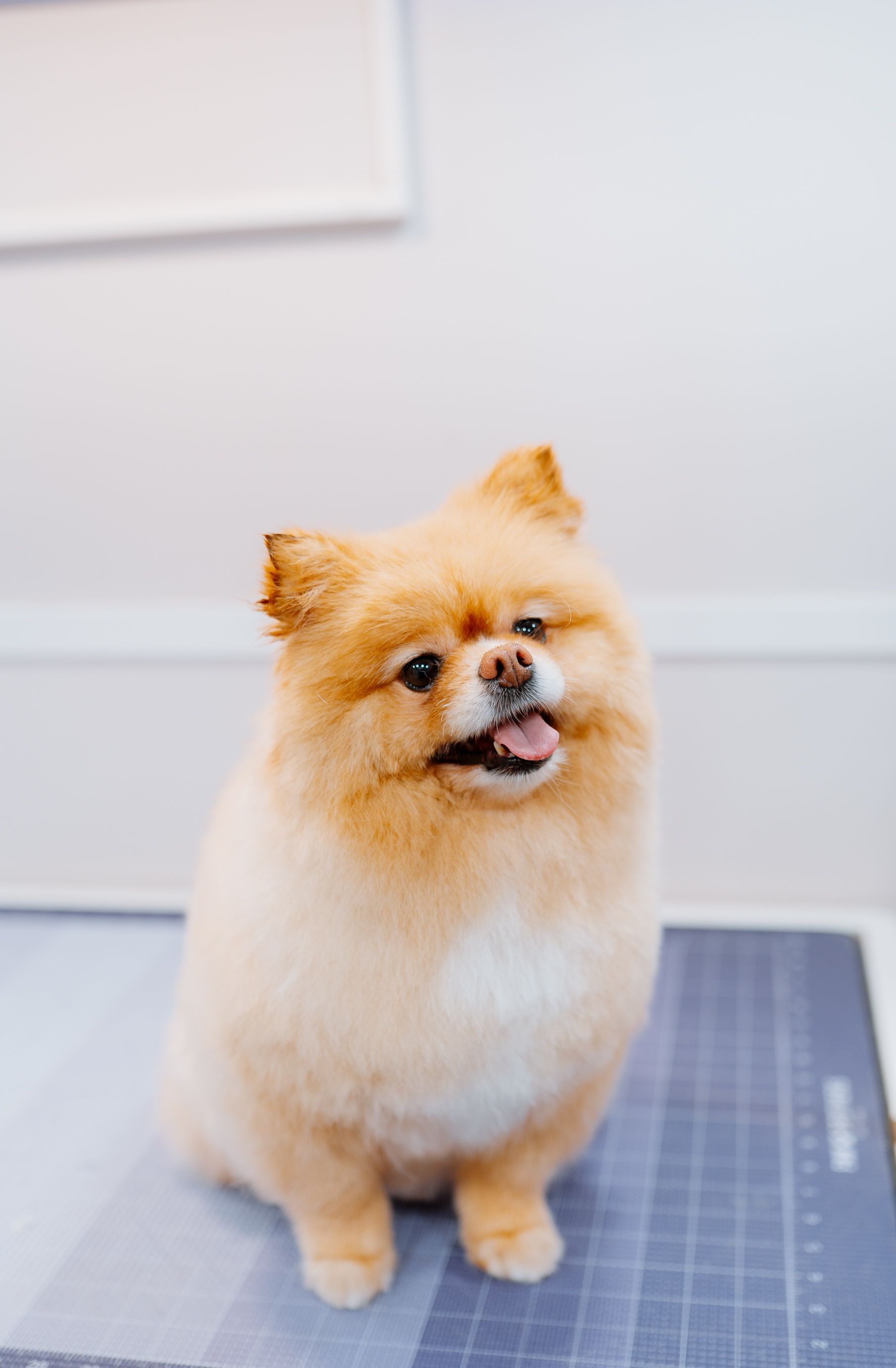 Are you in the Katy or Fulshear area? Let us groom your dog!