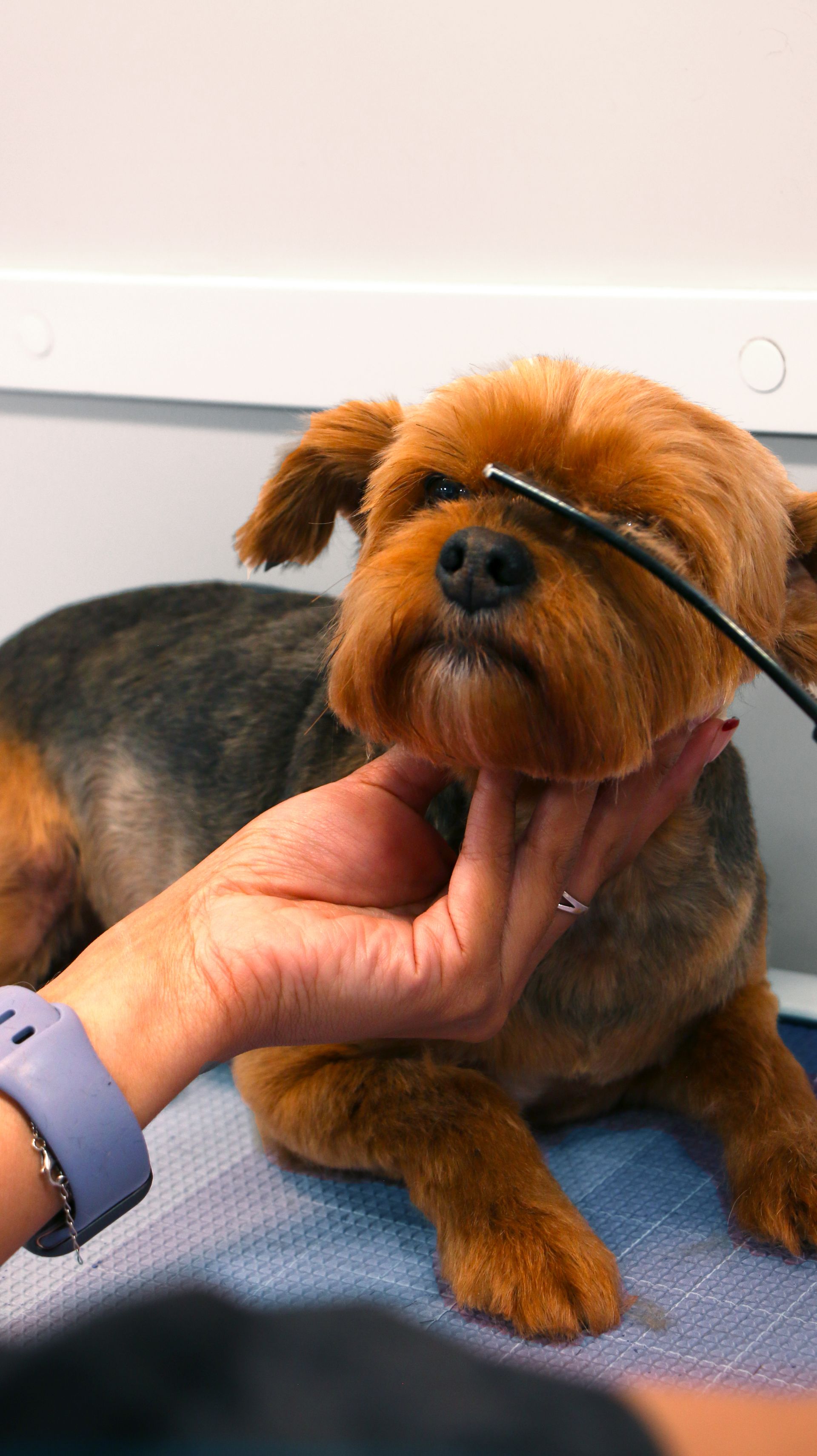 Are you in the Katy or Fulshear area? Let us groom your dog!