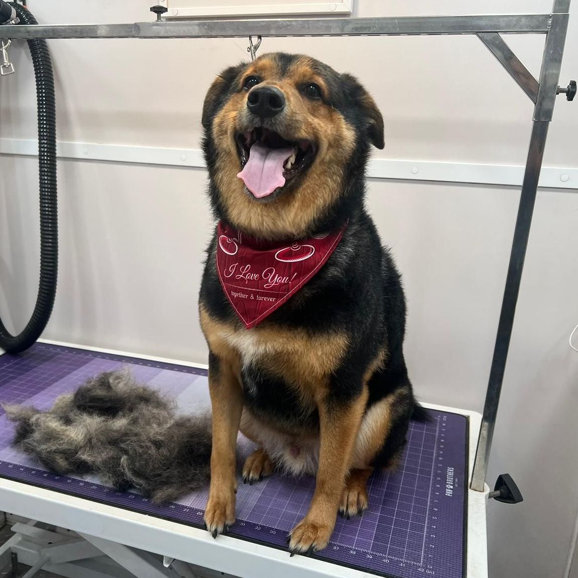 We specialize in many breeds of dogs. Trust us to groom your dog in the Katy, Fulshear area.