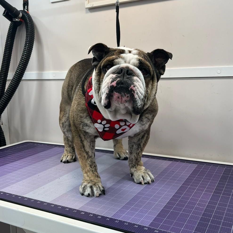 We specialize in many breeds of dogs. Trust us to groom your dog in the Katy, Fulshear area.