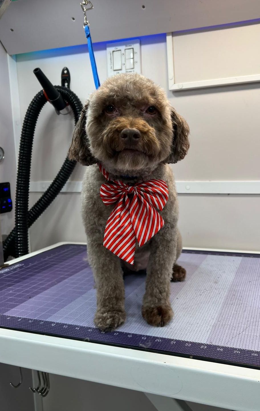 Are you in the Katy or Fulshear area? Let us groom your dog!