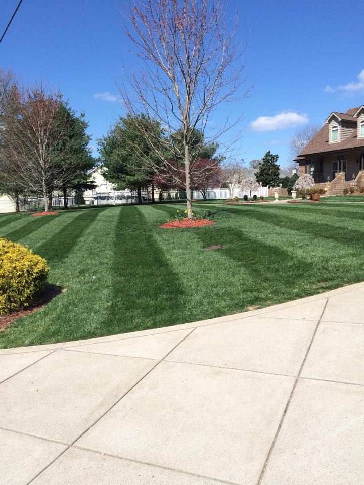 Well-manicured lawn with striped mowing pattern, trees, and house on a sunny day.