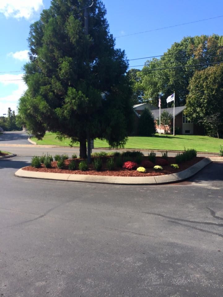 Tree and landscaped flower bed in the center of a paved road with a building in the background.