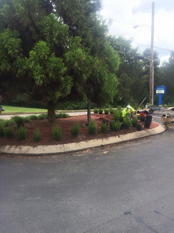 Landscaper planting bushes in a flower bed around a tree on a curved concrete curb. Asphalt parking lot in foreground.