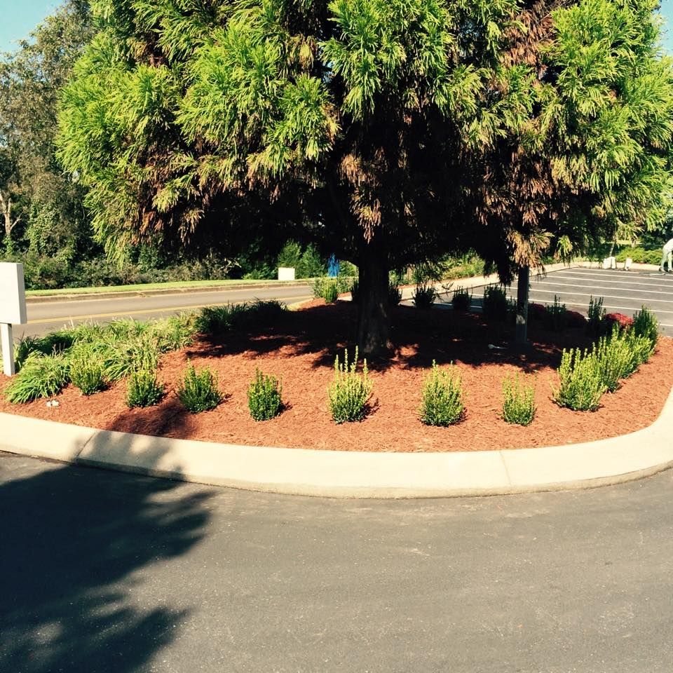 Tree in a circular bed with brown mulch and green shrubbery, surrounded by asphalt.