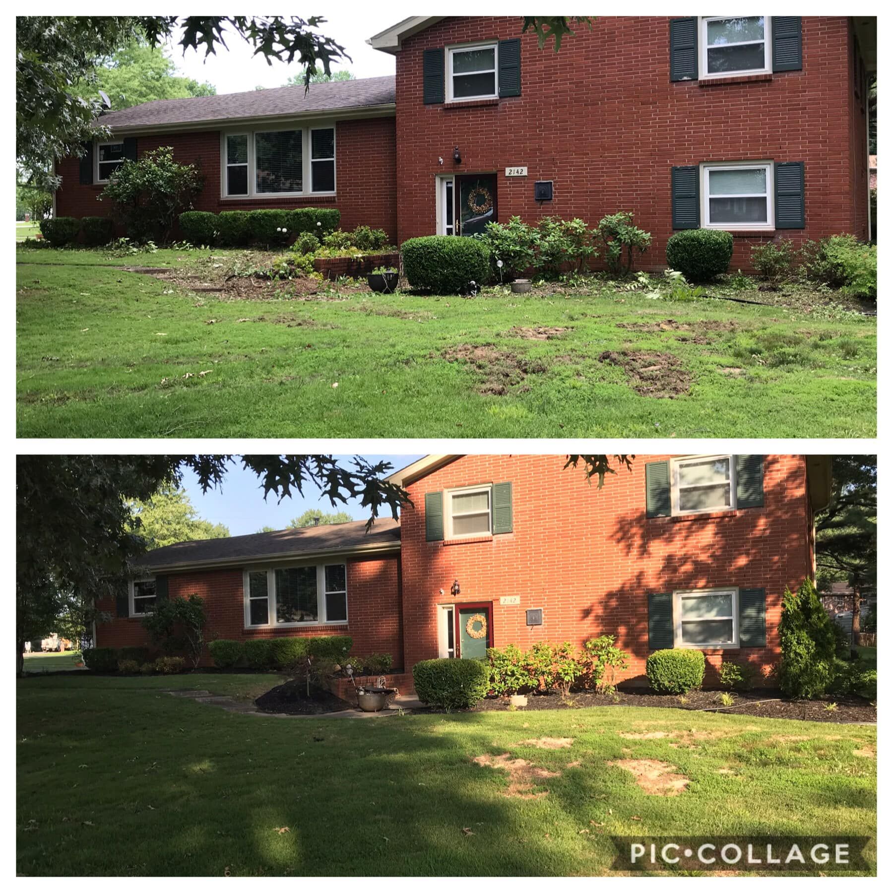 Before and after of a brick house with overgrown yard, then a neatly landscaped yard with black mulch.
