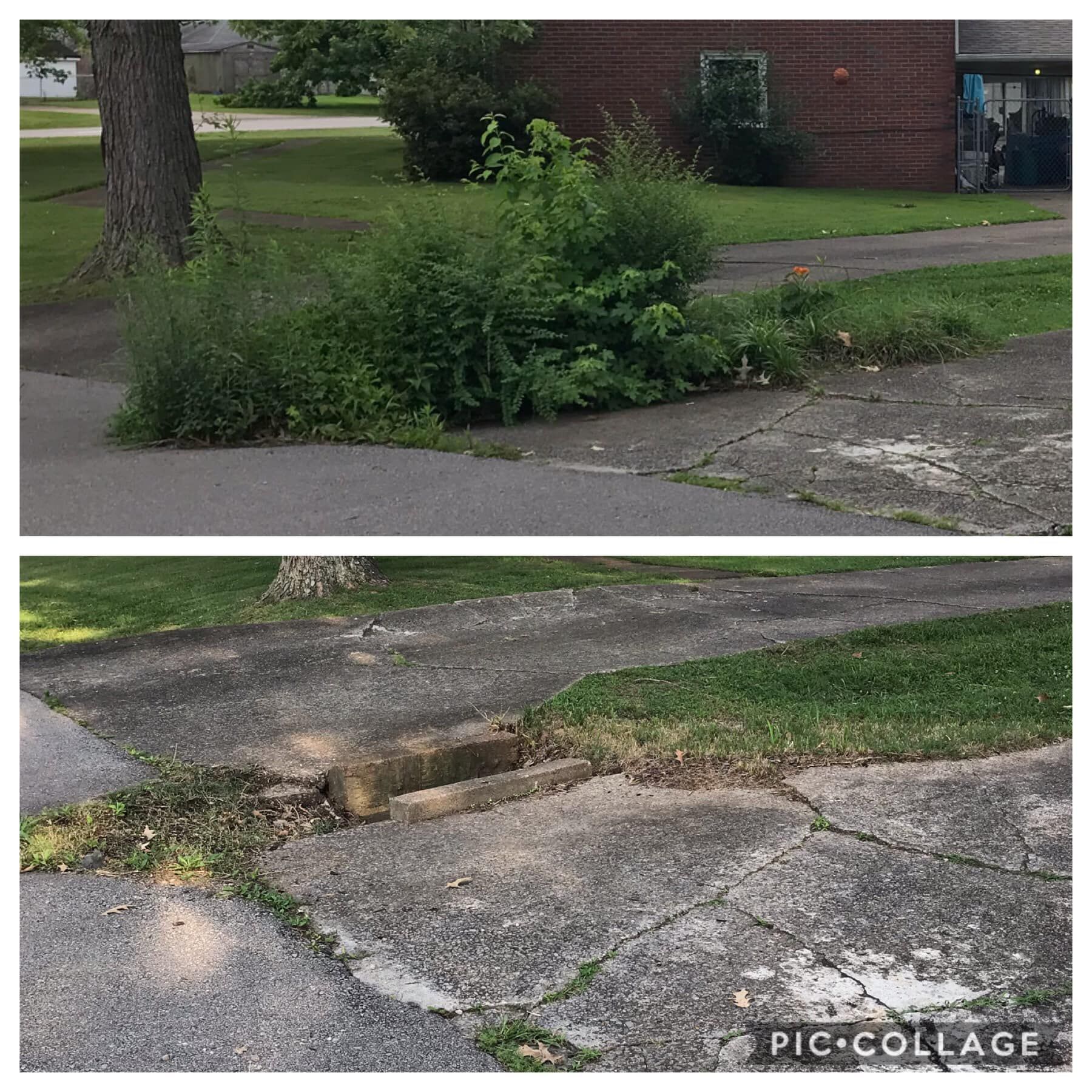 Two images: First shows overgrown weeds on a sidewalk. Second, the same area after the weeds are removed.