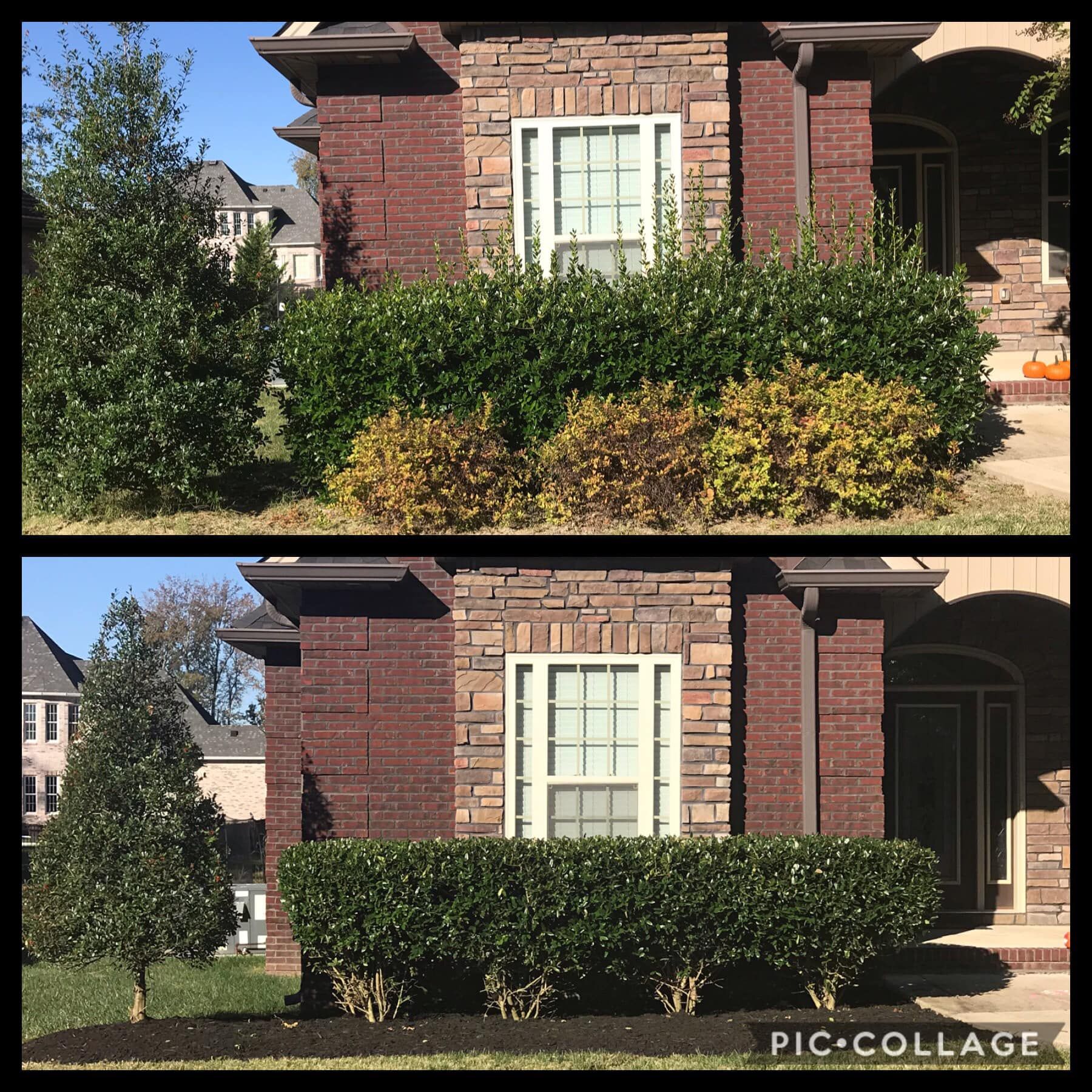 Before and after photos of a brick house with a trimmed green hedge, tree, and new mulch.