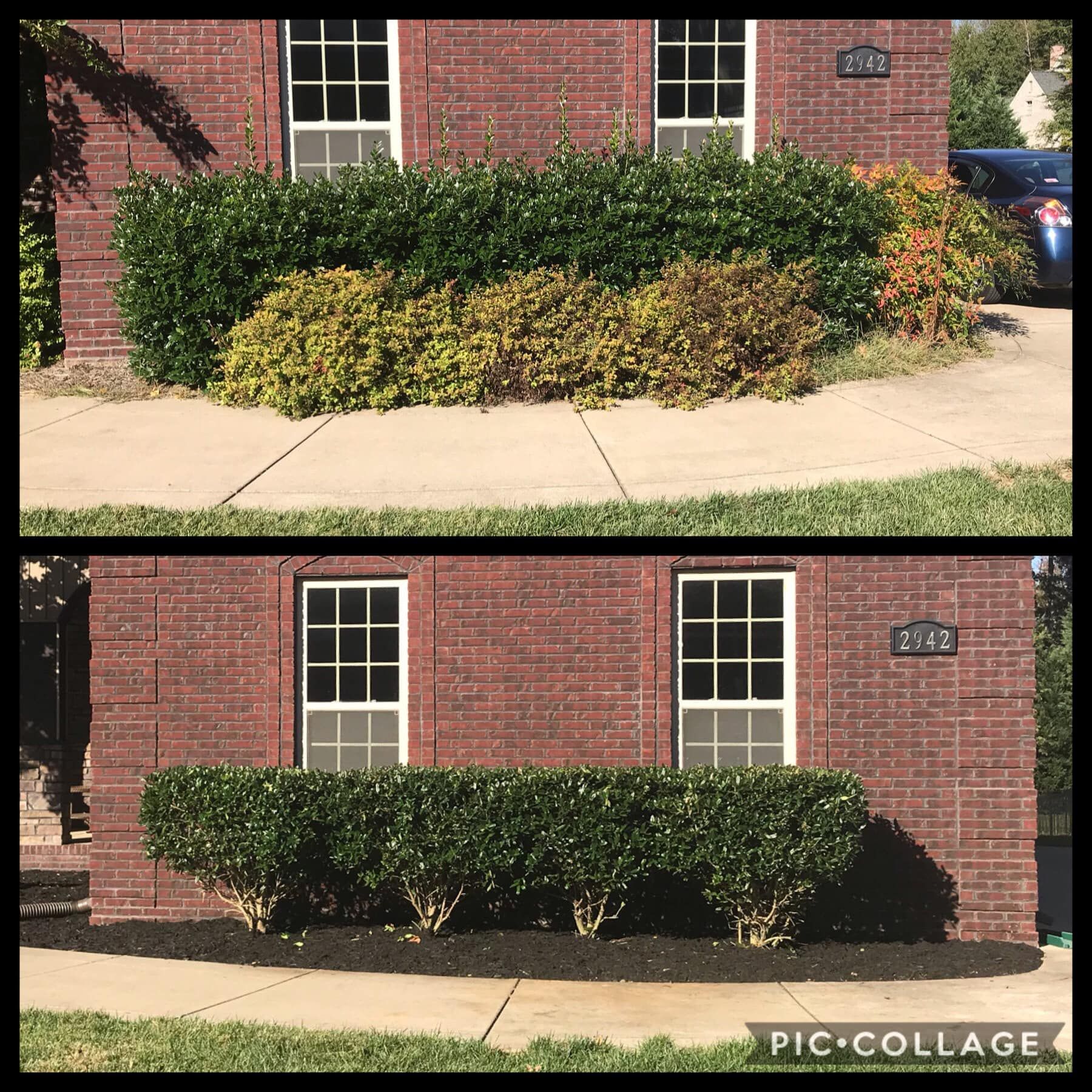 Before-and-after of trimmed shrubs in front of a brick building. The shrubs appear healthier in the after photo.
