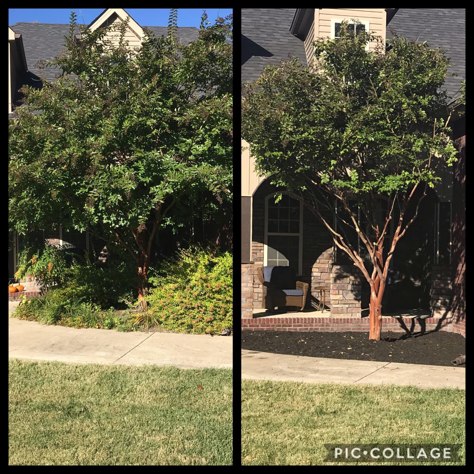A tree before and after pruning, near a house with a brick facade and dark mulch.