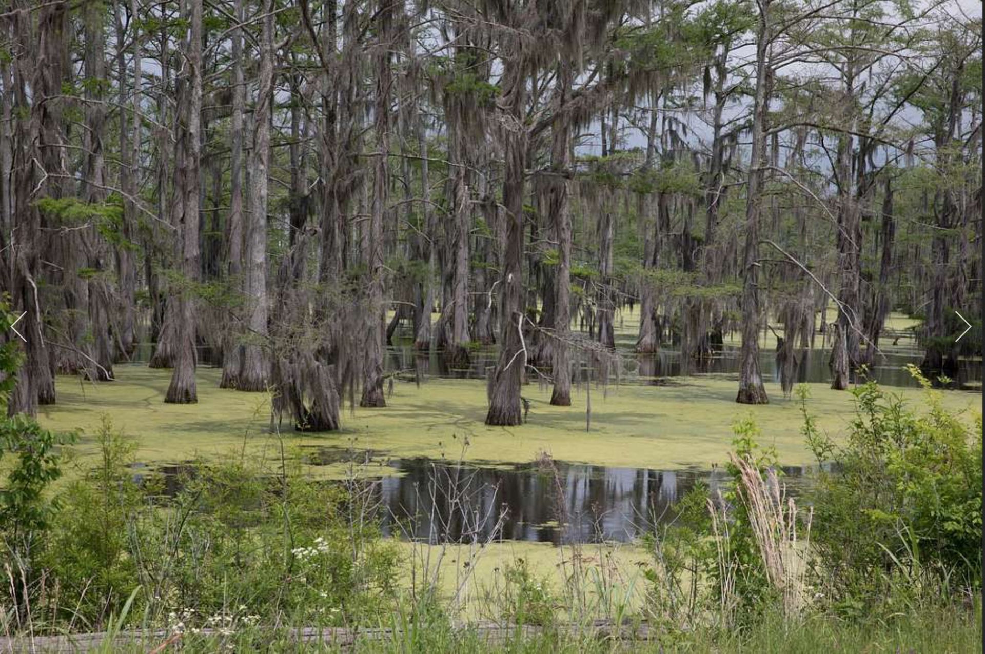 Panther Swamp