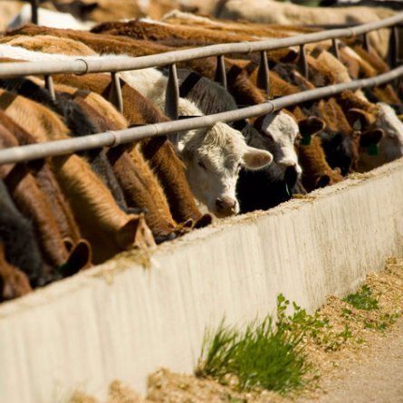 cows eating from trough