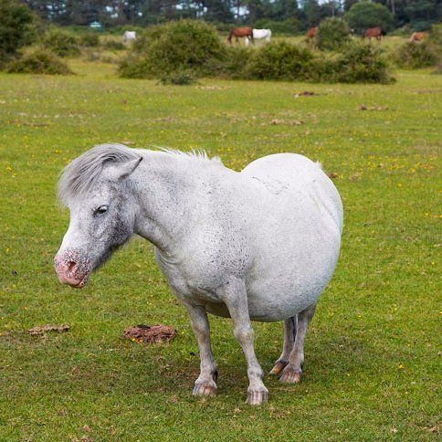 pregnant pony