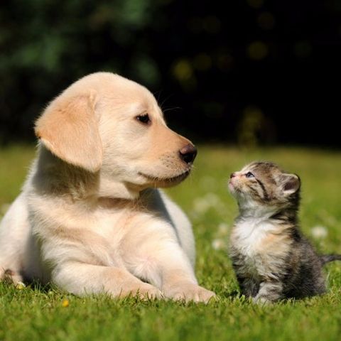 cat and dog in field