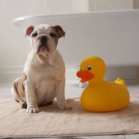 dog and rubber duck